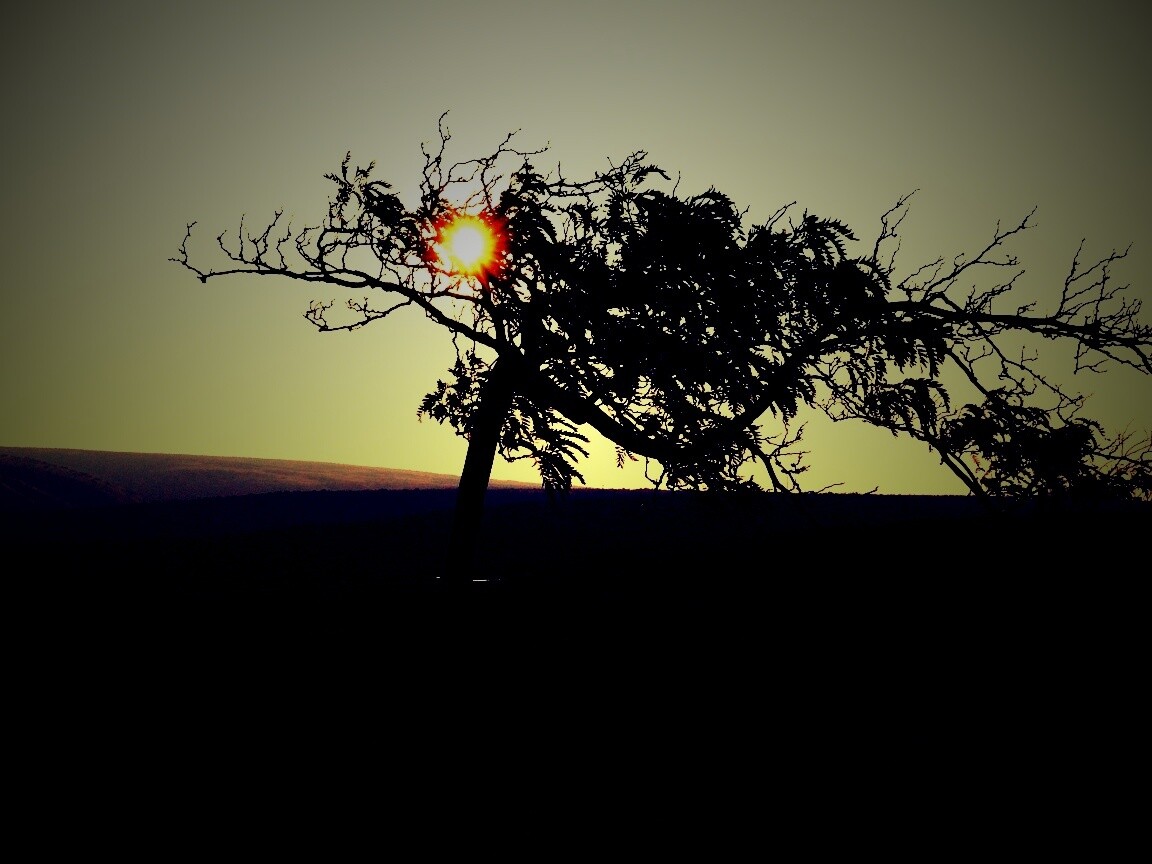 Дерево на закате обои