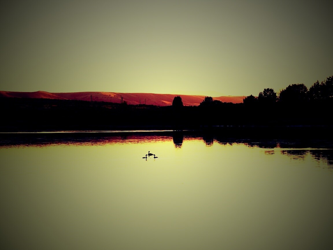 Утиное озеро обои