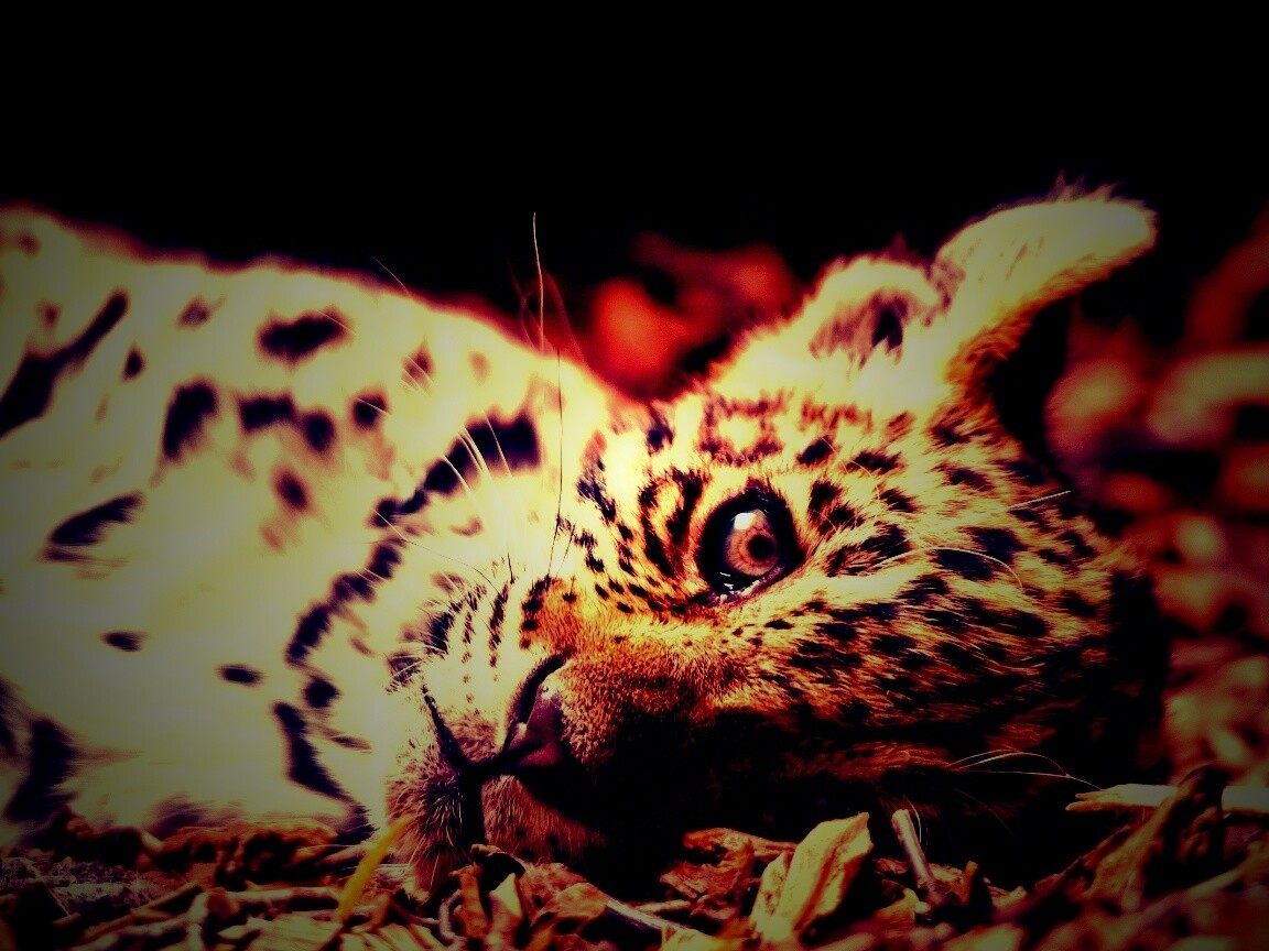 Гепард котенок обои