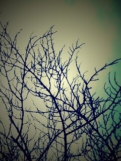 Ветвистое дерево обои