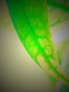 Зеленый листок обои