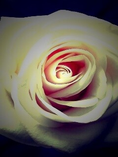 Белая роза обои