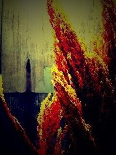 3d растение обои