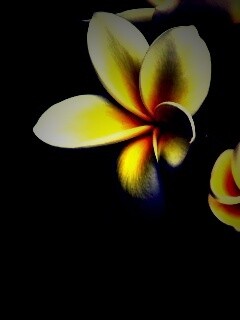 Цветки обои