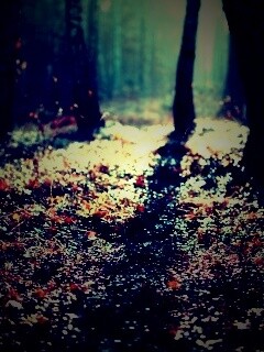 Лесная земля обои