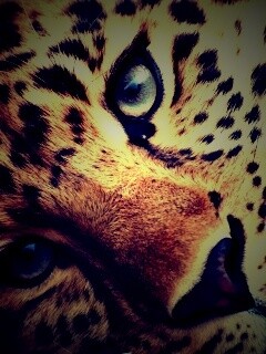 Леопард обои