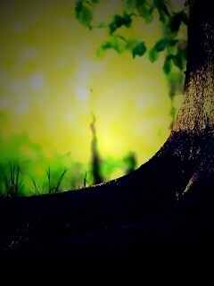 Корни дерева обои