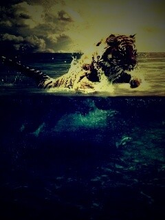 Тигр купается обои