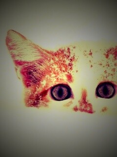 Рыжий котёнок в снегу обои