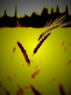 Пшеничное поле обои