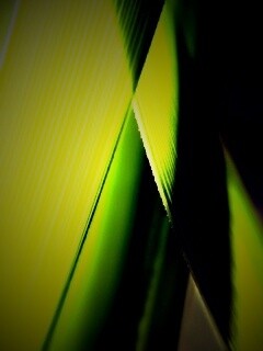 Травинки на свету обои