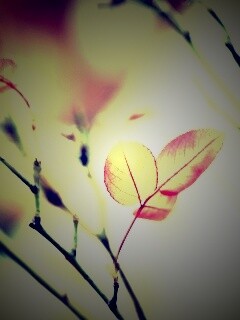 Красные листики обои