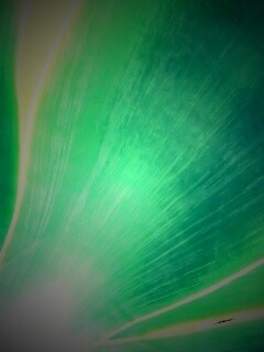 Макро фото травинки обои