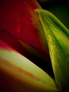 Макро фото цветка обои