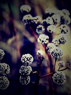 Иний на растении обои