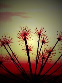 Зонтичное соцветие обои