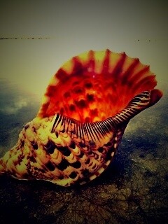 Морская раковина обои