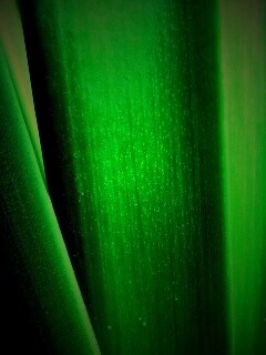 Сочная травинка обои