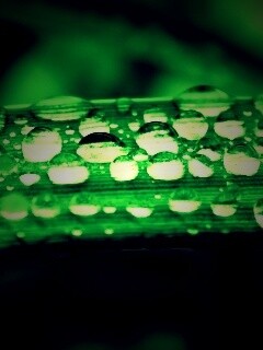 Капли на травинке обои