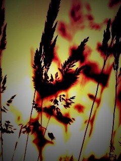 Золотистый закат обои