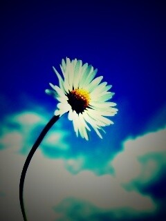 Ромашка на фоне неба обои