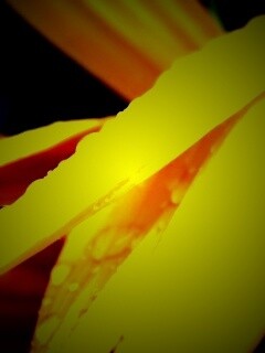 Капли на желтом лепестке обои