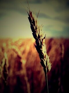 Колосок обои