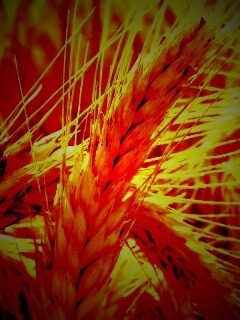 Зреющий колос обои