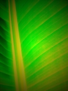 Желтый черенок листа обои