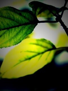 Три листа обои