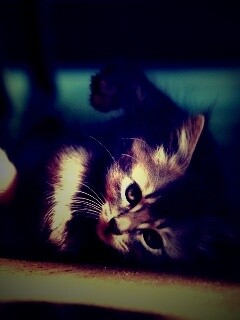 Котенок играет под стулом обои