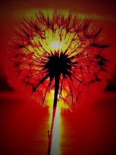 Одуванчик на закател обои