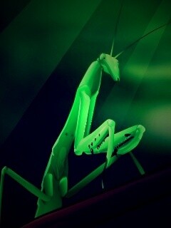 Рисунок богомола обои