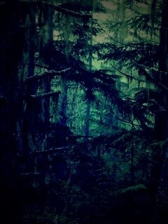 Темная чаща обои