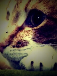 Мордочка на лапаках обои