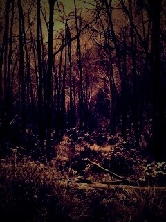 Мрачная чаща обои