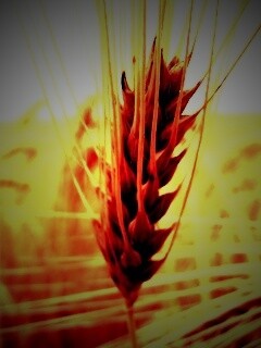 Короткий колос обои