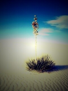 Растение среди пустыни обои