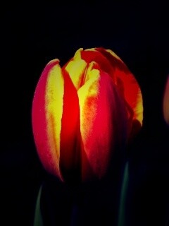 Распускающийся тюльпан обои