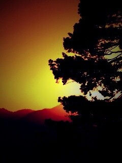 Силуэт дерева на закате обои