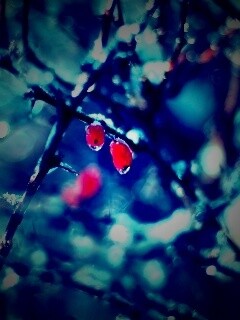 Замерзшие ягоды обои