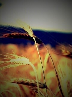 Колоски на ветру обои