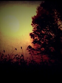 Дерево ночью обои