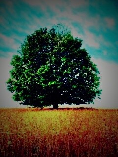 Зеленое дерево в желтом поле обои