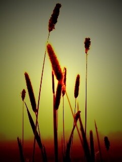 Травинки на закате обои