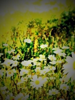 Солнечные ромашки обои