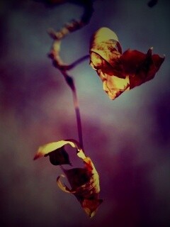 Увядшие листья обои