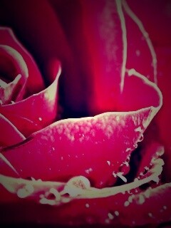 Капли на бутоне розы обои