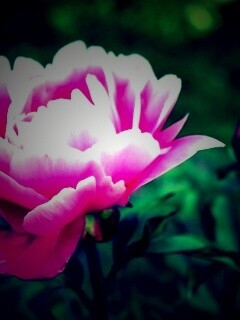 Розовый пион обои