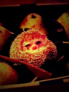 Ёжик в грушах обои